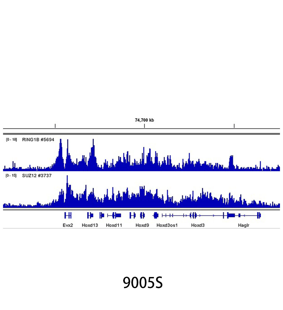 SimpleChIP Plus Enzymatic Chromatin IP Kit (Magnetic Beads)