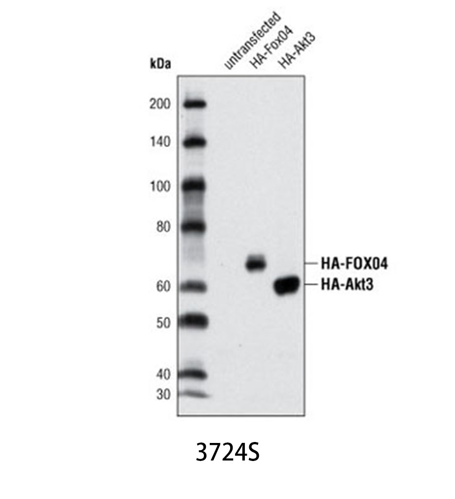 HA-Tag (C29F4) Rabbit mAb