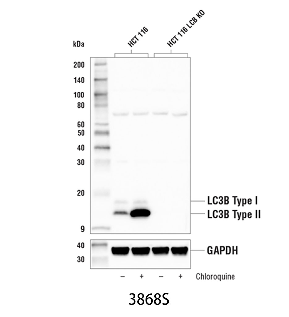 LC3B (D11) XP Rabbit mAb