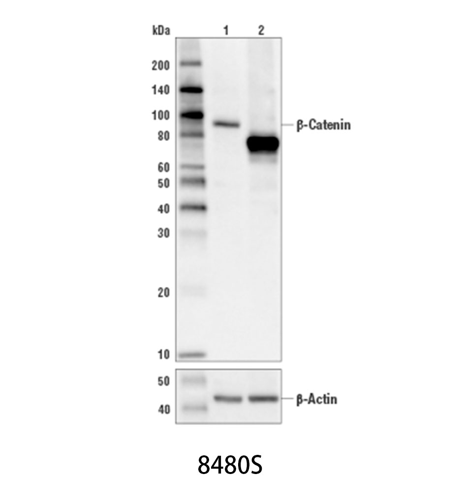 β-Catenin (D10A8) XP Rabbit mAb