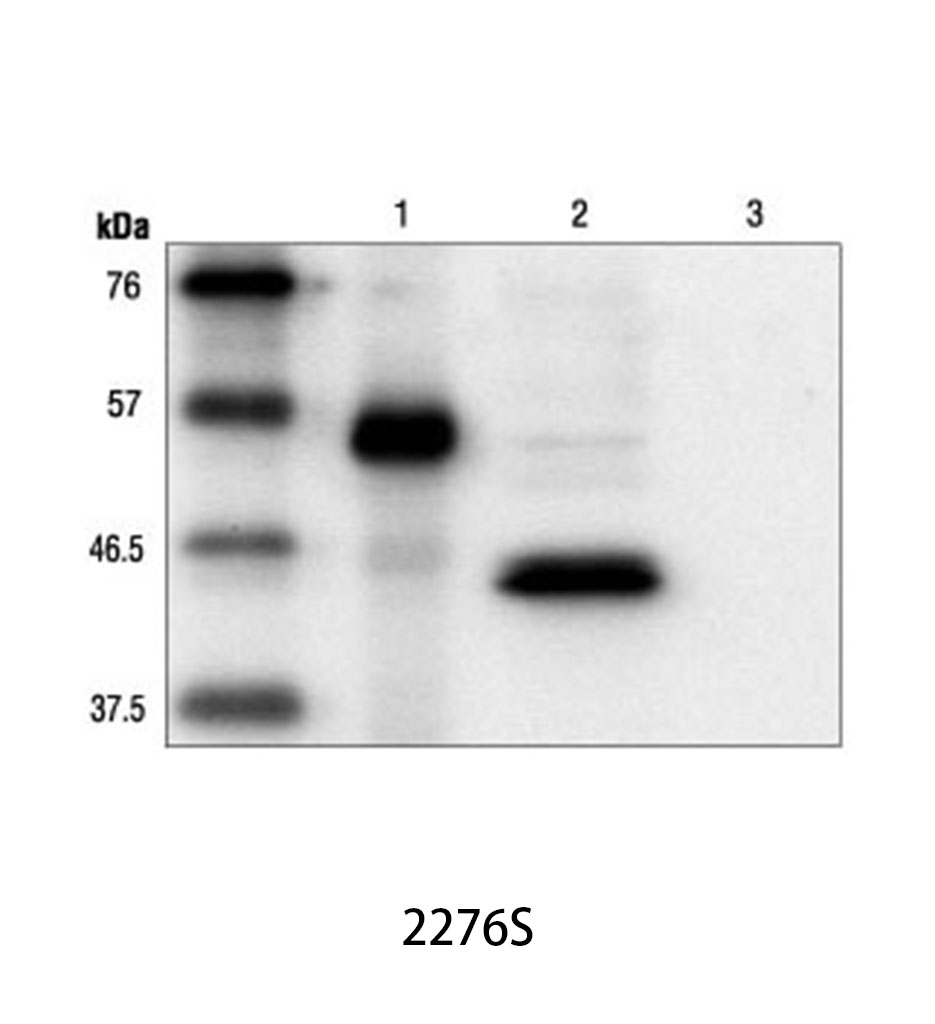 Myc-Tag (9B11) Mouse mAb