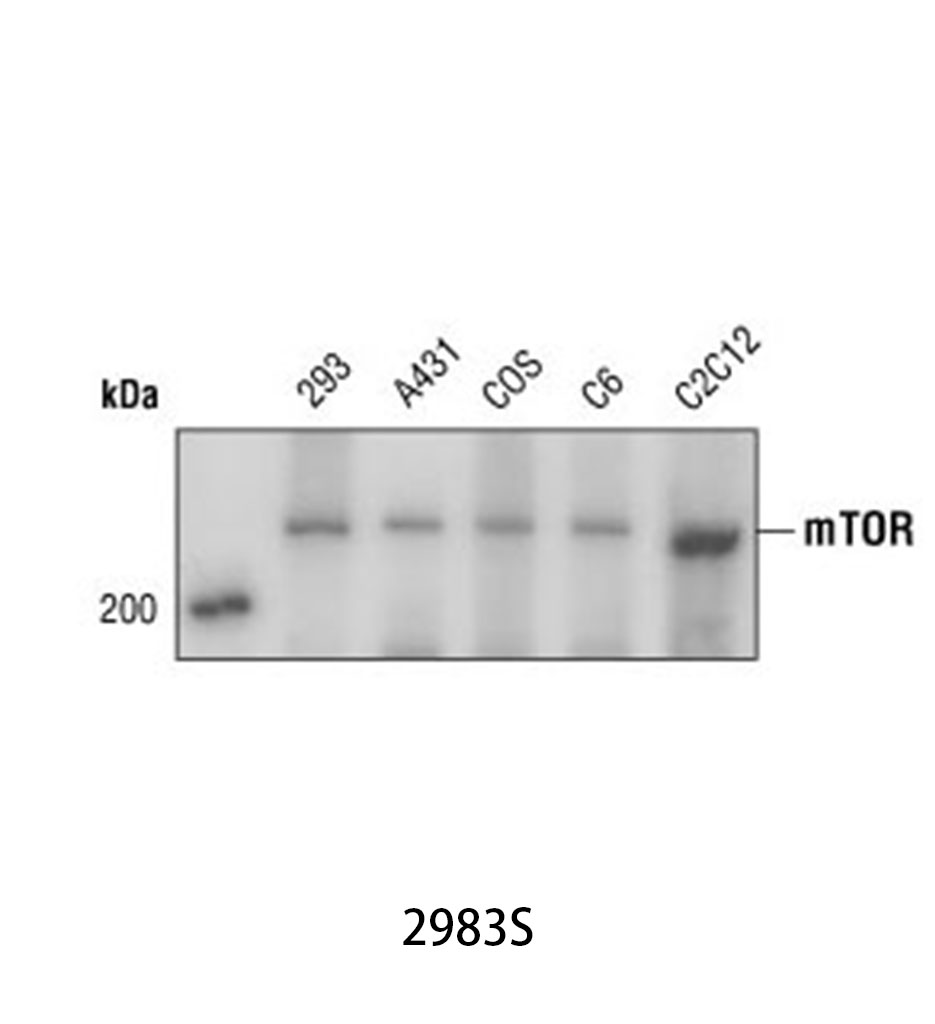 mTOR (7C10) Rabbit mAb