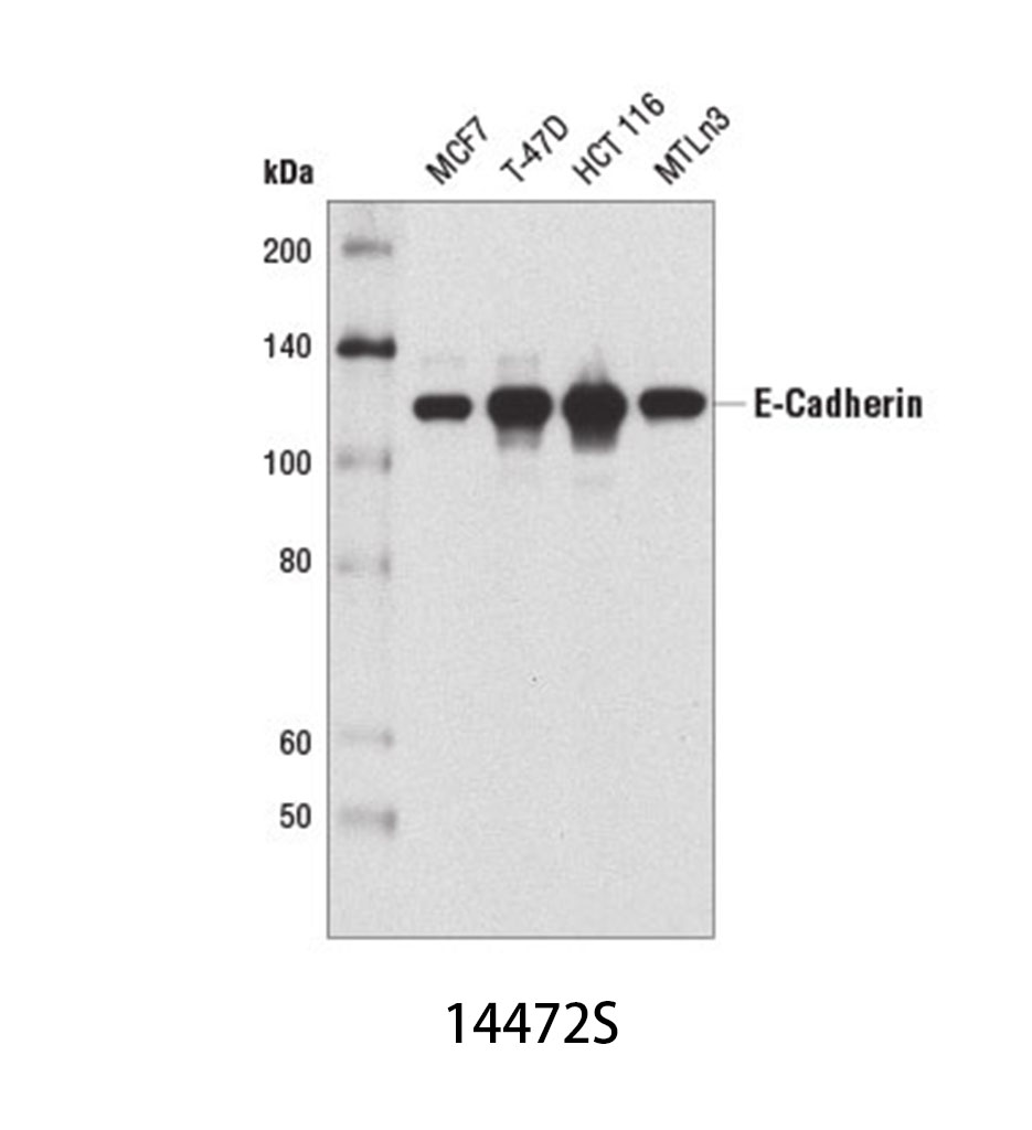 E-Cadherin (4A2) Mouse mAb