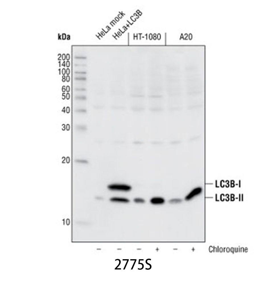 LC3B Antibody