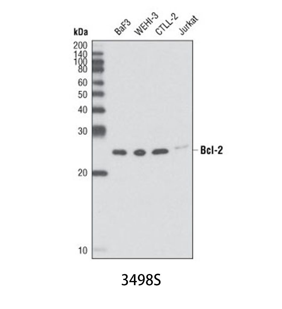 Bcl-2 (D17C4) Rabbit mAb (Mouse Preferred)