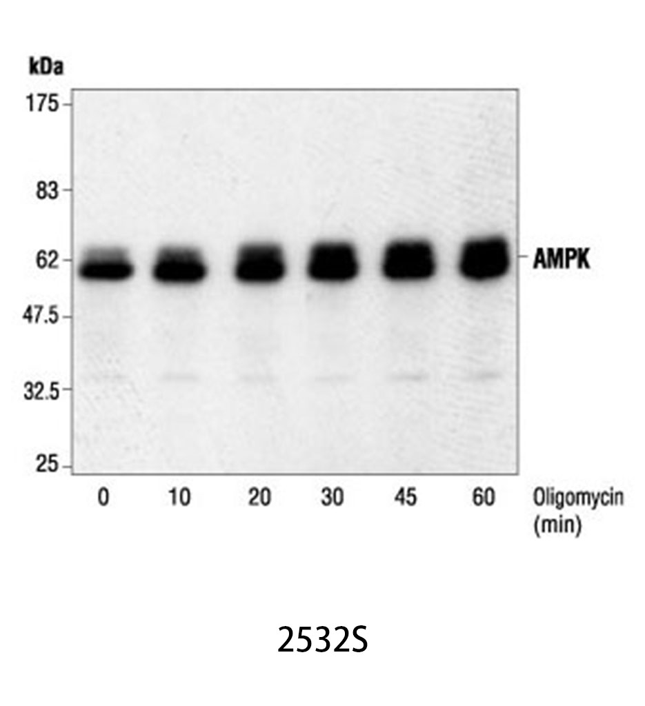 AMPKα Antibody