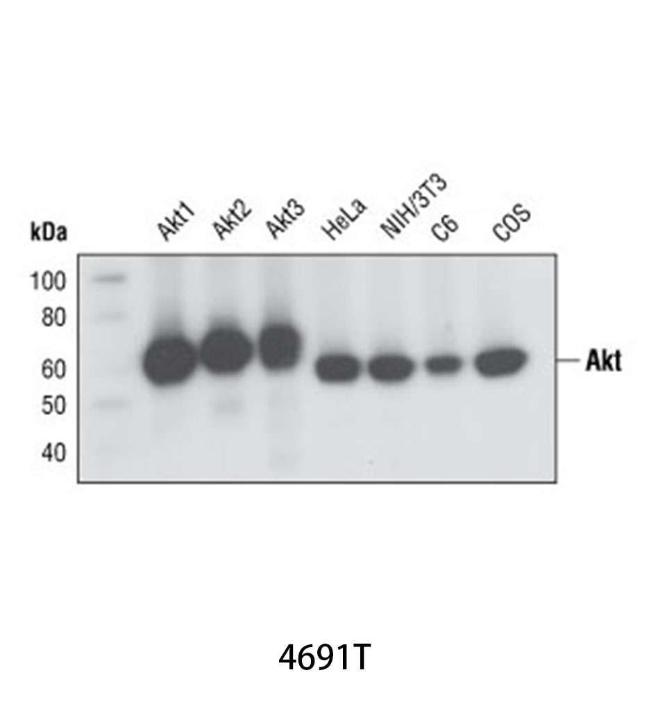 Akt (pan) (C67E7) Rabbit mAb