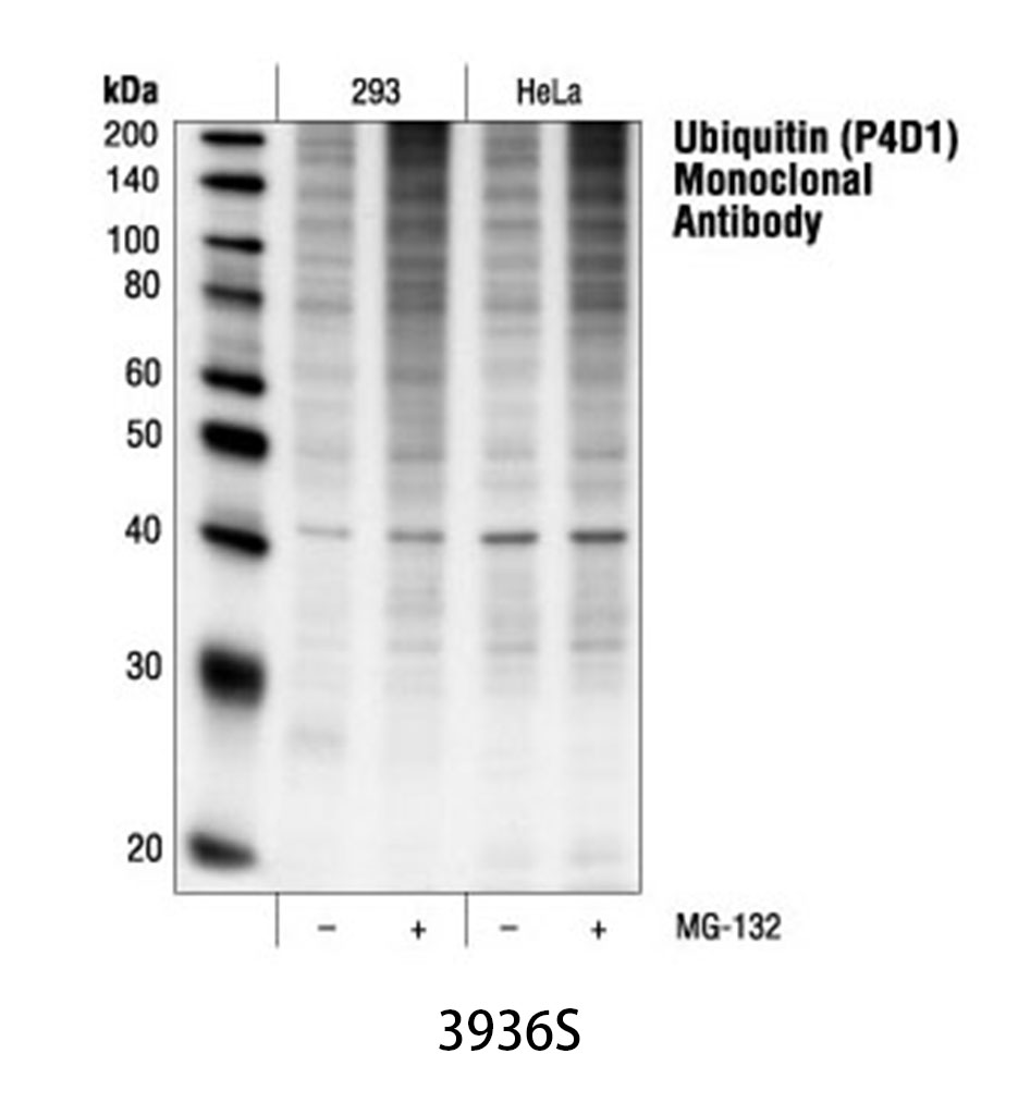 Ubiquitin (P4D1) Mouse mAb