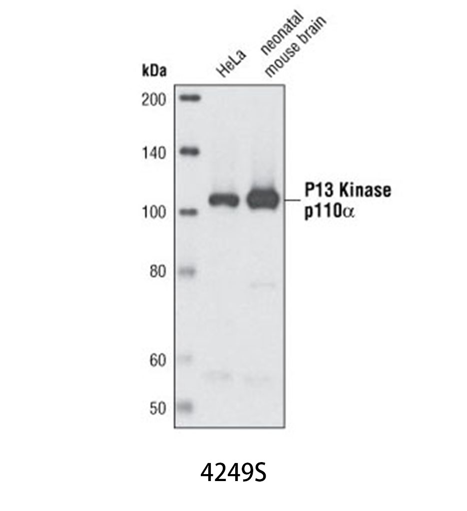 PI3 Kinase p110α (C73F8) Rabbit mAb