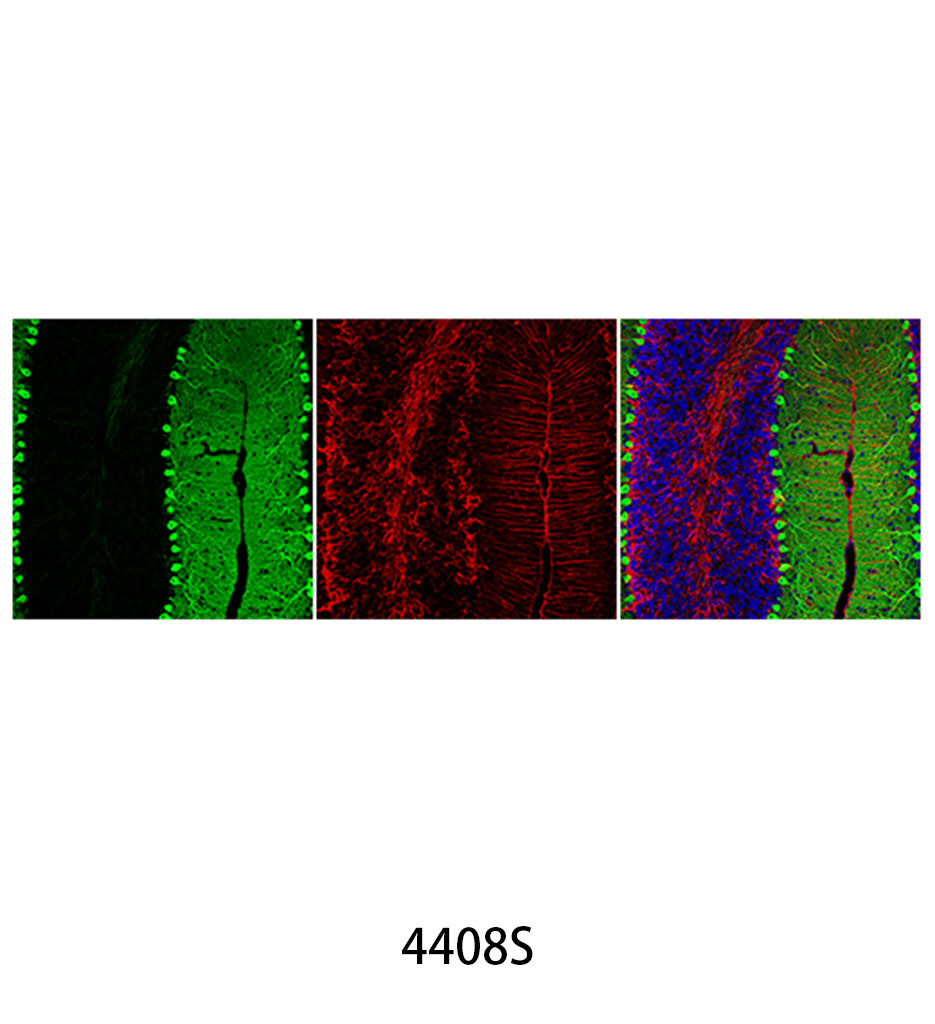 Anti-mouse IgG (H+L) F(ab')&lt;sub&gt;2&lt;/sub&gt; Fragment (Alexa Fluor 488 Conjugate)