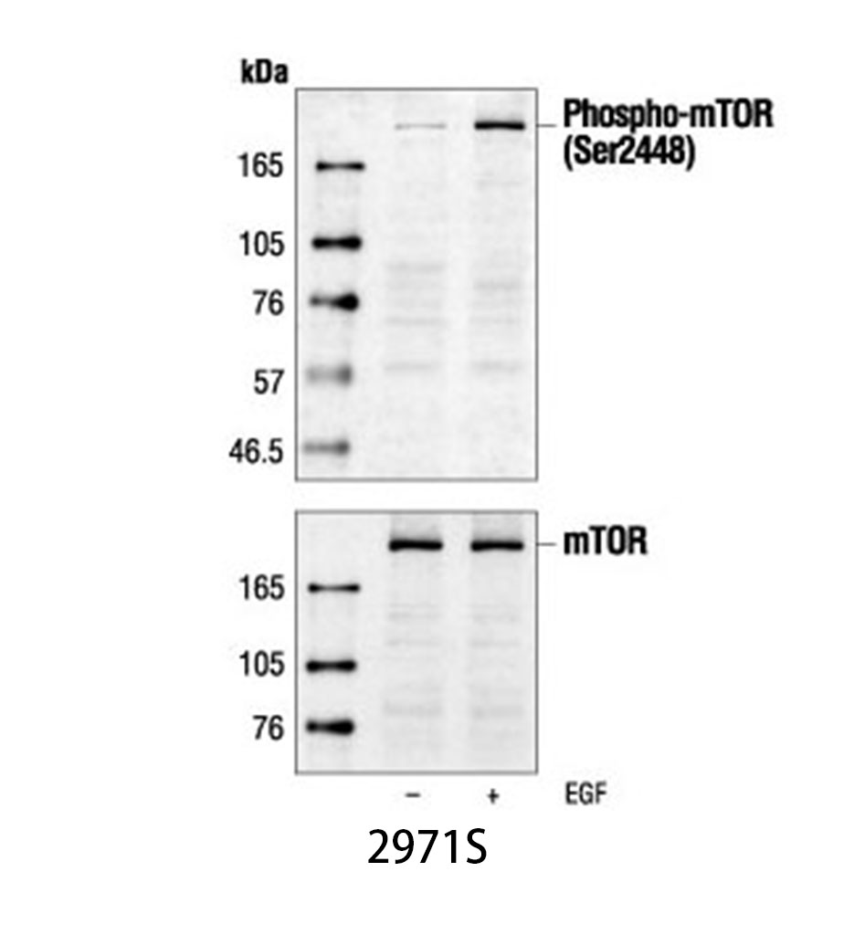 Phospho-mTOR (Ser2448) Antibody