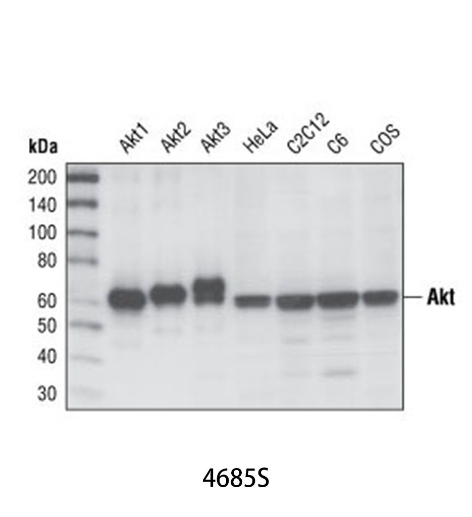 Akt (pan) (11E7) Rabbit mAb