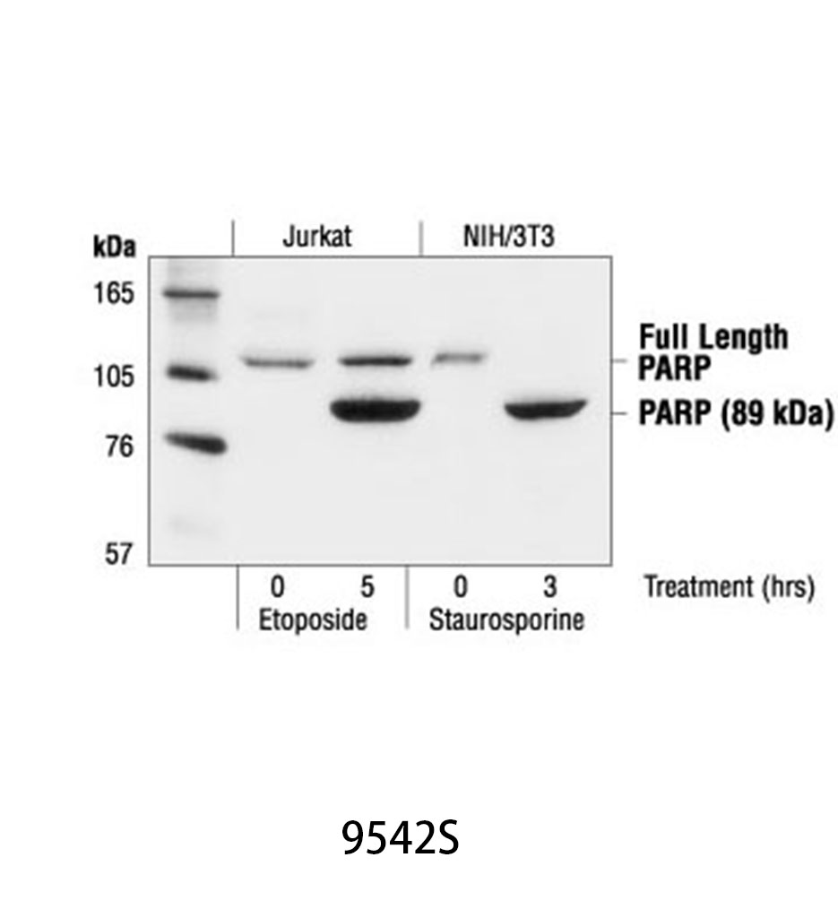 PARP Antibody
