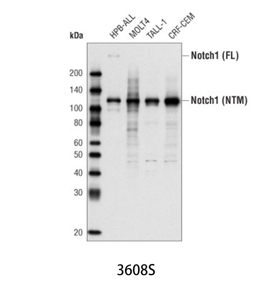 Notch1 (D1E11) XP Rabbit mAb