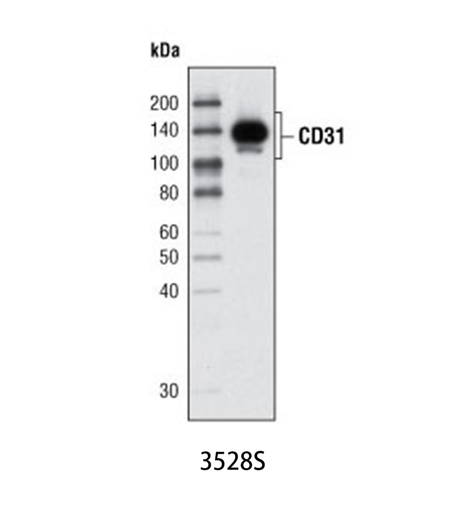 CD31 (PECAM-1) (89C2) Mouse mAb