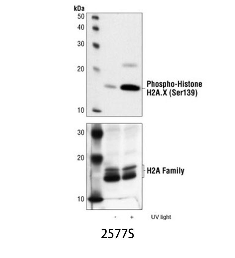 Phospho-Histone H2A.X (Ser139) Antibody