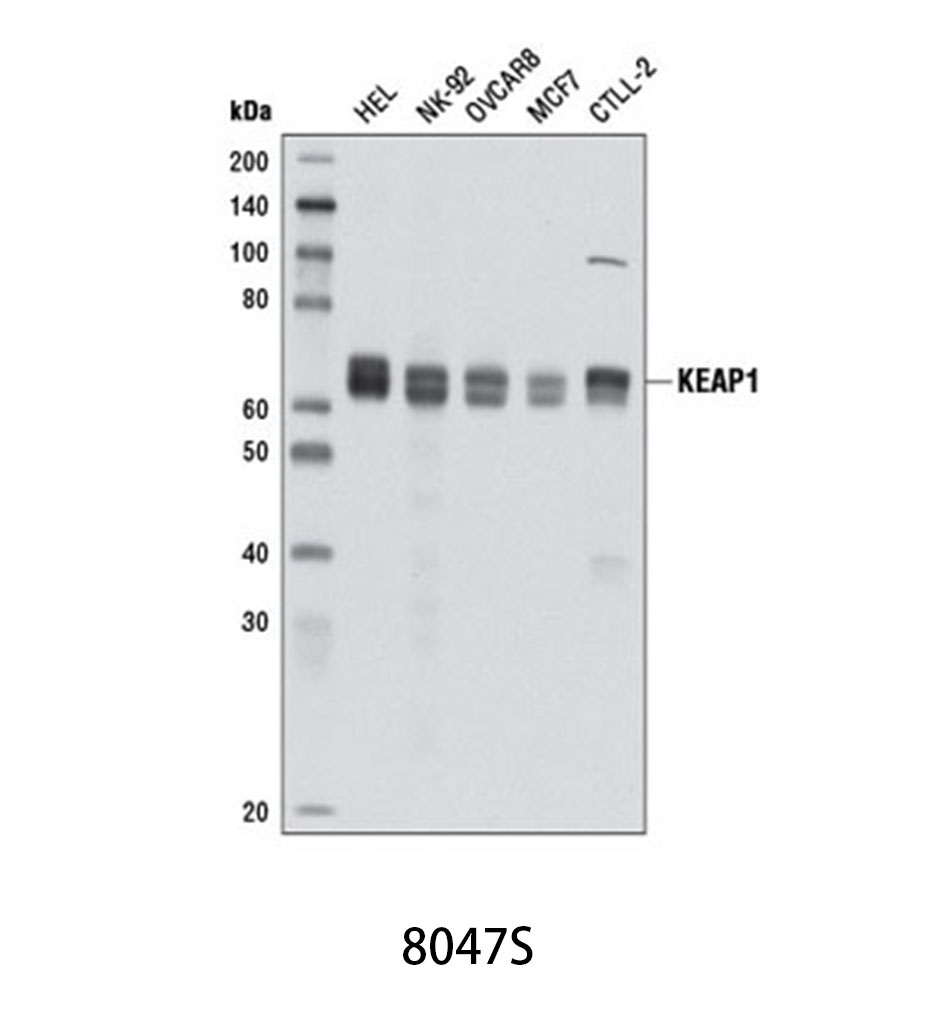 KEAP1 (D6B12) Rabbit mAb
