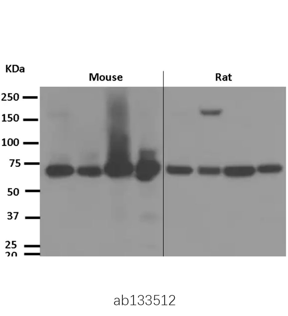 重组Anti-Leukotriene A4 hydrolase/LTA4H抗体