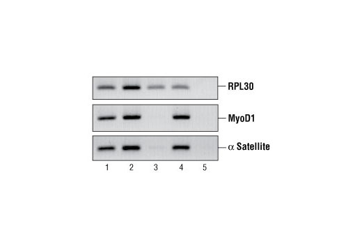 ChIP-Grade Protein G Magnetic Beads