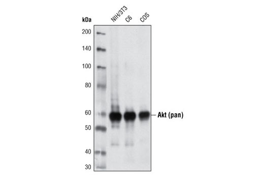 Akt (pan) (40D4) Mouse mAb
