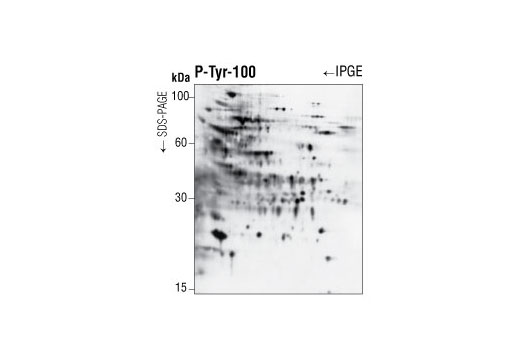 Phospho-Tyrosine Mouse mAb (P-Tyr-100)