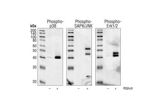 Phospho-p38 MAPK (Thr180/Tyr182) (3D7) Rabbit mAb