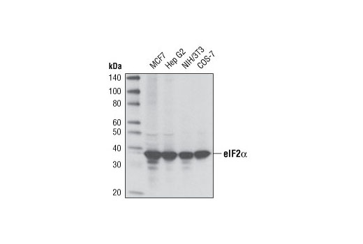 eIF2α (D7D3) XP Rabbit mAb