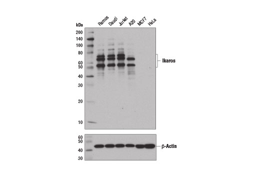 Ikaros (D6N9Y) Rabbit mAb