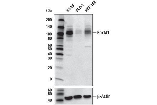 FoxM1 (D3F2B) Rabbit mAb