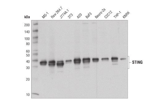 STING (D1V5L) Rabbit mAb (Rodent Preferred)