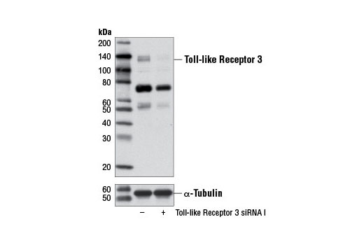 Toll-like Receptor 3 (D10F10) Rabbit mAb