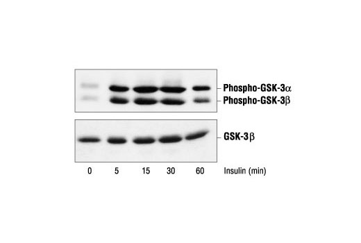 Phospho-GSK-3α/β (Ser21/9) Antibody