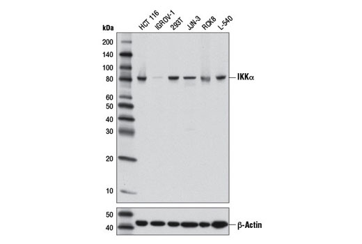 IKKα (3G12) Mouse mAb