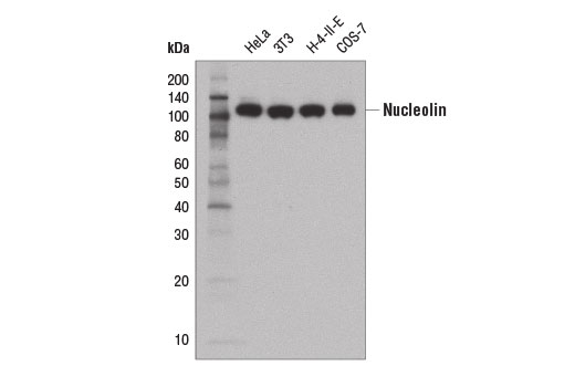 Nucleolin (D4C7O) Rabbit mAb