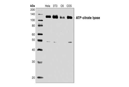 ATP-Citrate Lyase Antibody
