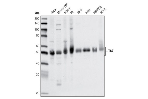 TAZ (V386) Antibody