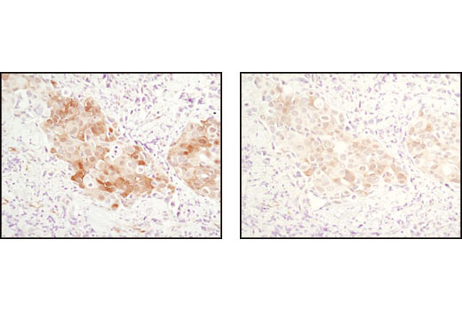 SignalStain Antibody Diluent