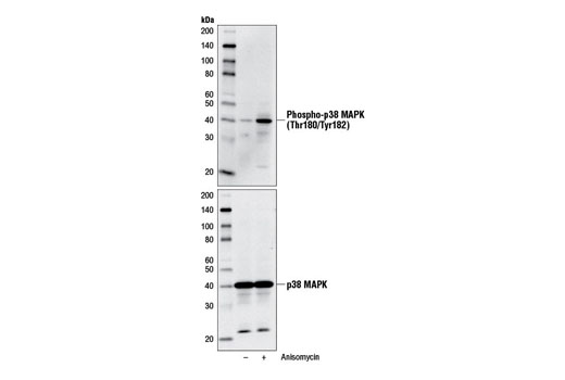 p38 MAPK Control Cell Extracts