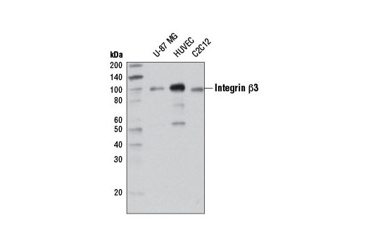 Integrin Antibody Sampler Kit