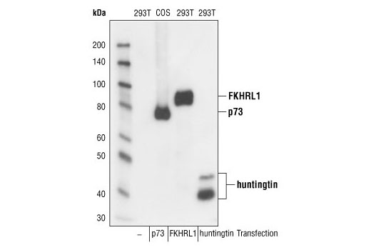 DYKDDDDK Tag Antibody (Binds to same epitope as Sigma's Anti-FLAG M2 Antibody)