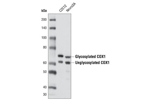 Cox1 Antibody
