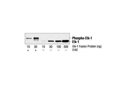 Elk-1 Antibody
