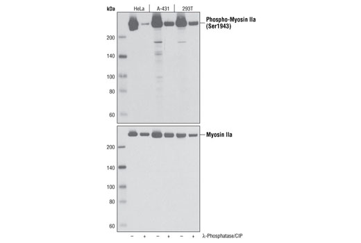 Phospho-Myosin IIa (Ser1943) Antibody