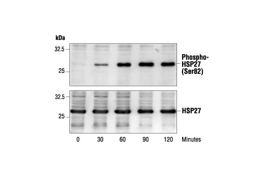 Phospho-HSP27 (Ser82) Antibody