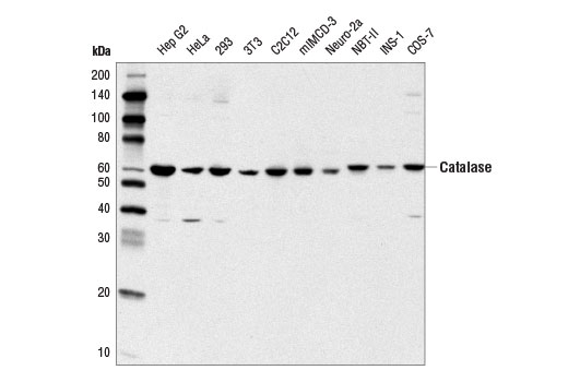 Catalase (D5N7V) Rabbit mAb
