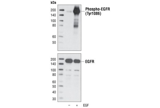 Phospho-EGF Receptor (Tyr1086) Antibody