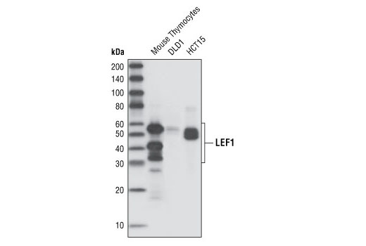 LEF1 (C18A7) Rabbit mAb