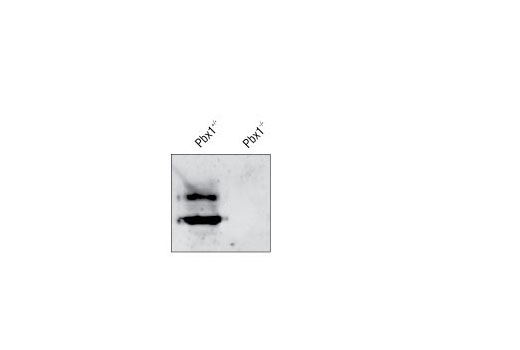 Pbx1 Antibody