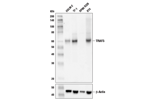 TRAF3 (D1N5B) Rabbit mAb