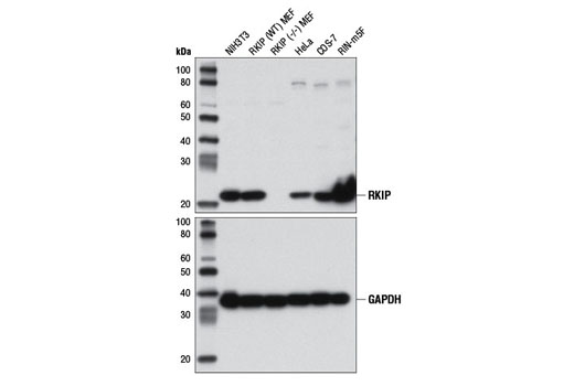 RKIP (D42F3) Rabbit mAb